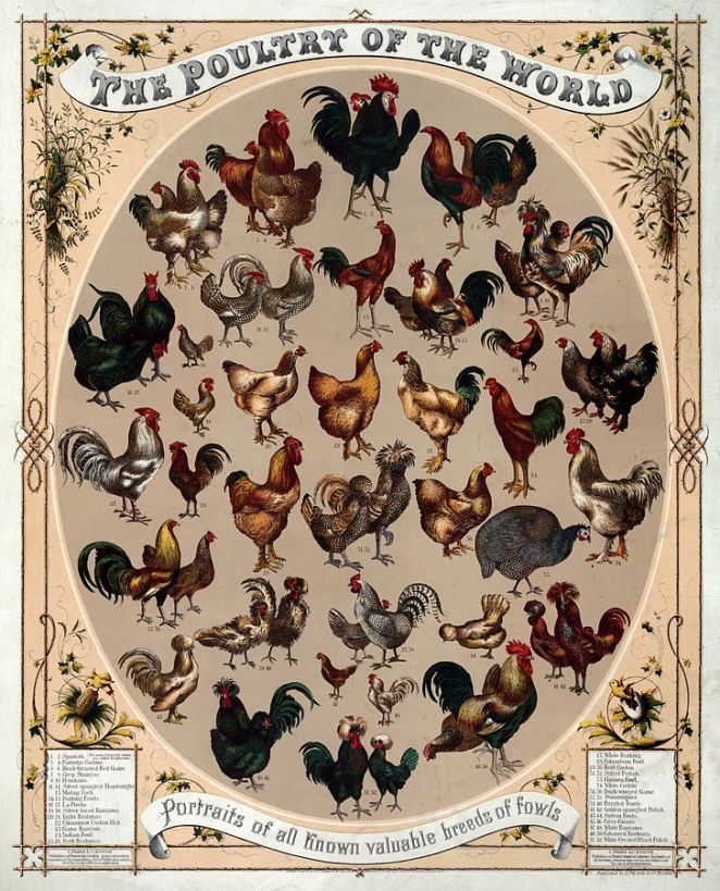 728px-Poultry_of_the_world